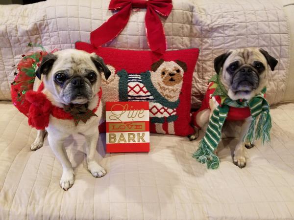/images/uploads/pug nation rescue of los angeles/pugnation2020/entries/11737thumb.jpg